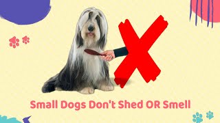 Top 10 Small Dog Breeds That Dont Shed OR Smell [upl. by Assetan97]