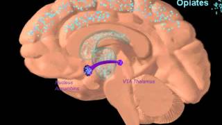 Webinar  Use of Buprenorphine in the Treatment of Opiate Dependence [upl. by Arema]