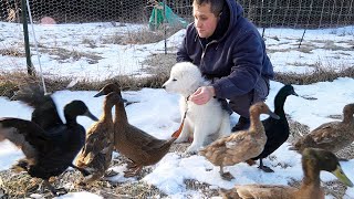 Puppy Meets Ducks for the First Time Maremma Livestock Guardian Dog [upl. by Cockburn269]