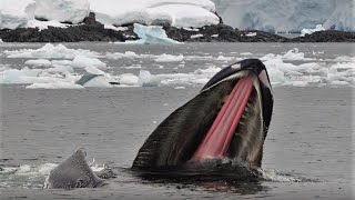 Humpback Whales in Antarctica [upl. by Waki718]