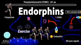 Endorphins Mechanisms of Action Animation [upl. by Mahon]