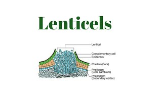 Lenticels [upl. by Willow]