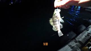 200303 삼척항 볼락 유치원에서 소소한 힐링Light rock fishing [upl. by Aserehs846]