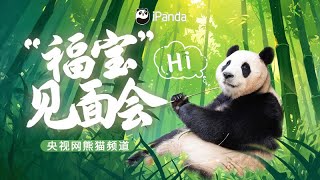 Live Now Panda Fu Baos Public Meeting  iPanda [upl. by Ariec]