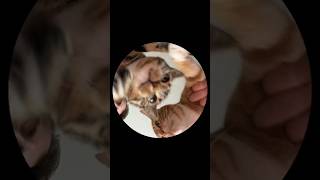 Ferret Or Cat 🦡🐱 funny comedy cat shorts [upl. by Almira]