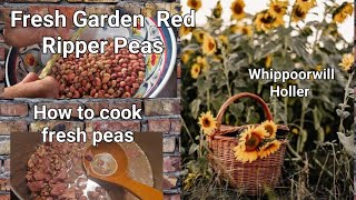 How to cook Fresh Garden Peas what else we ate with it Pa Brown reads to us about a Giving Heart [upl. by Tybi]