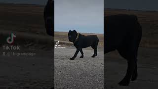 canecorso italianmastiff shortvideos trending viralvideos fypシ゚ fyp foryou foryoupage lol [upl. by Ignatia]