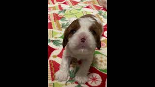 Howling baby Cavalier King Charles Spaniel Puppy Awwww [upl. by Tripp]