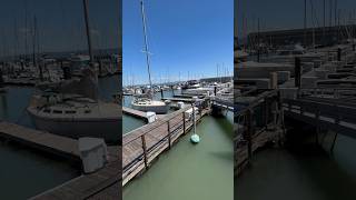 Segelschiffe am Pier 39 sanfrancisco shorts pier39 sailing [upl. by Mathews946]