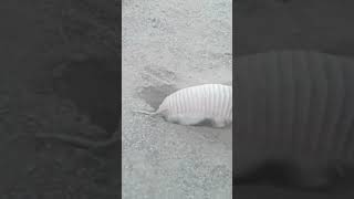 The Pink Fairy Armadillo Meet the Worlds Cutest Armadillo  pinkfairy wildanimals shortvideo [upl. by Volin]