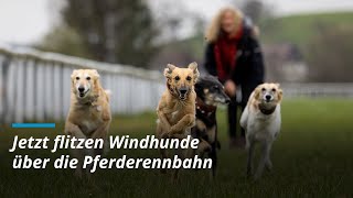 Jetzt flitzen Windhunde über die Pferderennbahn [upl. by Acinorej655]