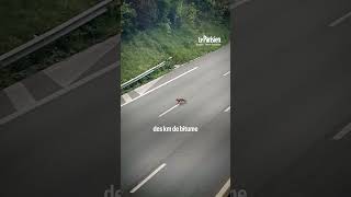 Une famille de renard aperçue sur l’autoroute A13 [upl. by Venice]