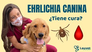 EHRLICHIA CANINA  Síntomas Prevención y Tratamiento Lauvet [upl. by Hanway]