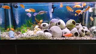 A African Cichlids feeding routine and enjoyment [upl. by Guy]