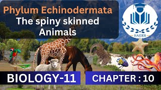 Phylum Echinodermata The spiny skinned Animals  Class 11 Biology  Chapter 10 [upl. by Agace]