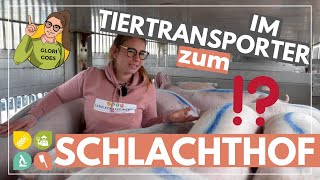 Glori goes Tiertransport  Mit Schweinen zum Schlachthof [upl. by Weide339]