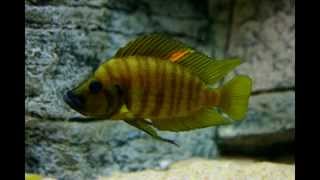 Altolamprologus compressiceps quotorangequot Chaitika  PISCES [upl. by Maisie937]