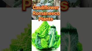 Cauliflower Romanesco PlantsMy Roof Garden Short Video [upl. by Nrublim]