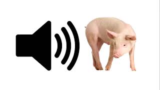 Pig  Sound Effect  ProSounds [upl. by Olegna322]