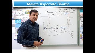 Malate Aspartate Shuttle [upl. by Gaul]