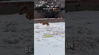 This wiener dog LOVES the snow ❤️ [upl. by Daugherty62]