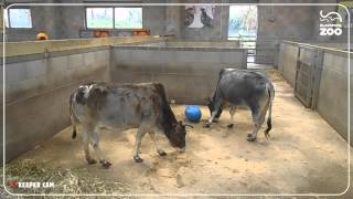 Animal Enrichment with Ribby Hall [upl. by Beryle]