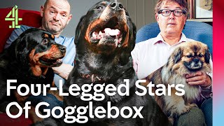 Meet The Iconic Gogglebox Dogs  Gogglebox  Channel 4 [upl. by Nahshon]