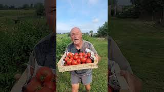 Les merveilleuses tomates Montfavet de mon grandpère [upl. by Yerak]