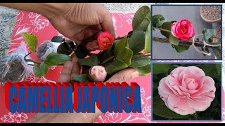 CAMELLIA JAPONICA UNBOXING amp PLANTING [upl. by Mloclam986]