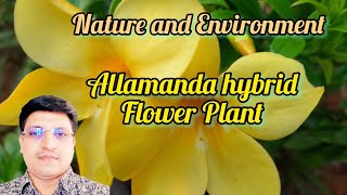 allamanda hybrid flower plant how to grow allamanda plant  unique plant for home [upl. by Sage]