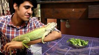 KEEPING THE DRAGON in India  My Iguana care  Wildly Indian [upl. by Annet]