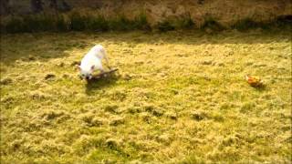 Cédille Bouledogue français de 5 ans 3 mois après son opération dune hernie discale [upl. by Ailliw]