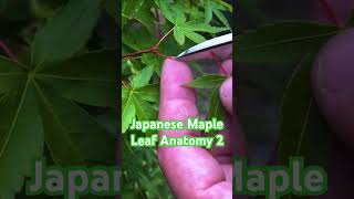 Petiole and Blade of Maple Leaves momiji japanesemaple bonsai garden maplebonsai 紅葉 trees [upl. by Akoyin]