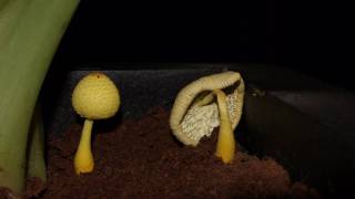 Mushroom time lapse  Life in 60 seconds [upl. by Aw301]