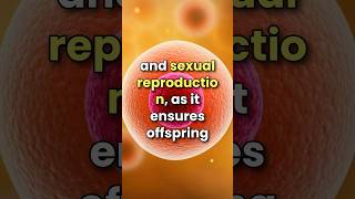 What is Meiosis 3D animation  cell division shorts [upl. by Amsaj695]