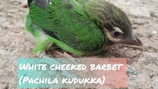 White cheeked barbet or small cheek barbetPachila Kudukka [upl. by Kerrie]