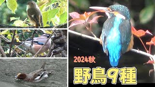 野鳥9種 2024秋 [upl. by Dalis777]