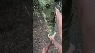 Branchless Climb treeclimbing louisiana nature [upl. by Acirehs660]