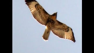 Red Tail Hawk Screeching in Flight High Above Me [upl. by Shum]