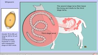 Life cycle of Trichuris ovis  the whipworm [upl. by Ynnaej670]