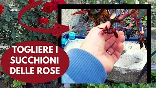 Succhioni delle rose  COME COLTIVARE LE ROSE [upl. by Zippel]