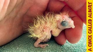 I had to help this tiny parrot after a blind lady accidentally incubated its egg [upl. by Assirod907]