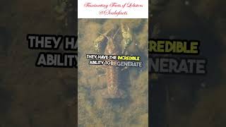 Lobsters marinelife facts shorts shortvideo scubefacts knowledge learning learn like [upl. by Yerag670]