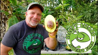 How To Grow Avocados From A Store Bought Avocado Seed [upl. by Broadbent]