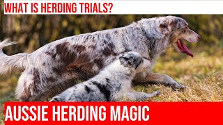 Aussie Shepherds in Action Amazing Herding Talents on Display [upl. by Lazaro]