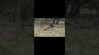 man vs kangaroo 💀🗿shortvideo edit [upl. by Anisamot656]