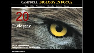 Biology in Focus Chapter 20 Phylogeny [upl. by Aynot]