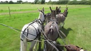 Team of four donkeys driving the cones [upl. by Llenor]