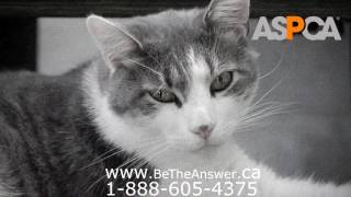 ASPCA Commercial From 2006 [upl. by Calabrese]