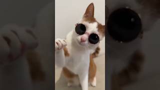 Up wala thumka love shorts comedy funnyvideo cat catvideo [upl. by Ripp844]